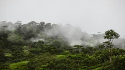 Amazon meşələri hər il 15 milyondan çox xəstəliyin qarşısını alır