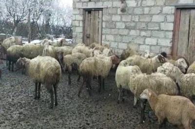 67 baş mal-qara oğurlamaqda şübhəli bilinən şəxslər saxlanılıb