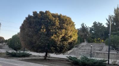 Köhnə dostla görüş