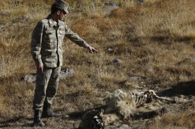 Ermənistanın mina terroru ekologiyaya da ciddi təhlükə yaradır