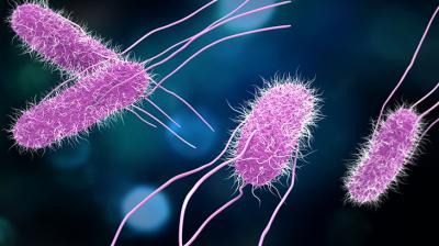 Şimali Amerikada salmonella epidemiyası: 8 ölü