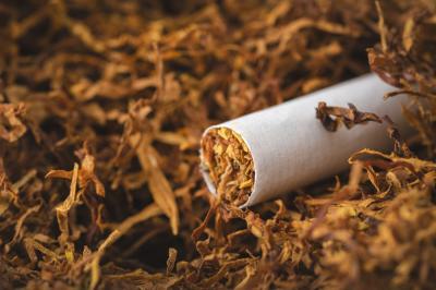 Azərbaycanda tütün istehsalı 22% artıb