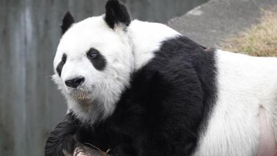 Yaponiyanın ən yaşlı pandası "Tan Tan" ölüb