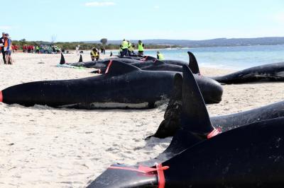 Avstraliyada sahilə çıxan 160 balinadan 26-ı ölüb