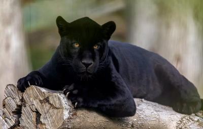 Puma uşağa hücum etdi 