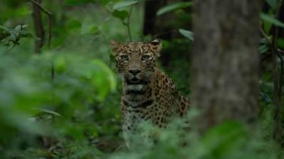 4 yaşlı uşaq leopardın qurbanı oldu