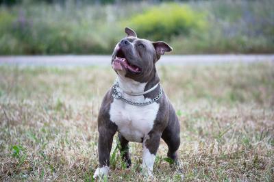 Pitbul 4 yaşlı uşağın üzünü parçaladı