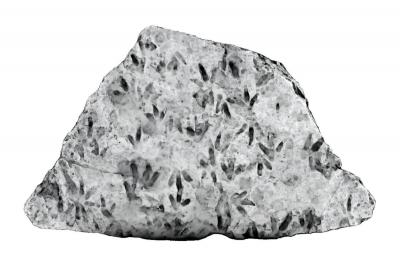 Məktəbdə dinozavr izləri aşkarlandı
