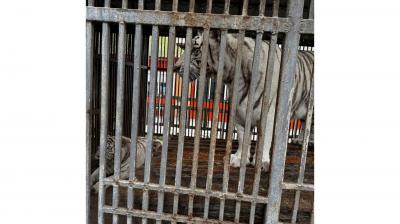 Pələng zoopark işçisini parçaladı