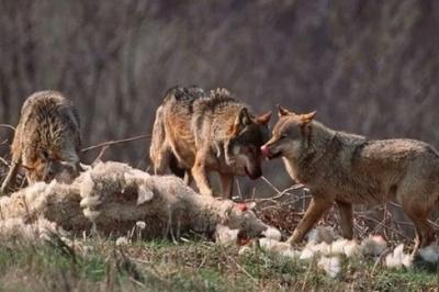 Ağstafada canavarlar fermaya girərək 27 qoyunu parçalayıb