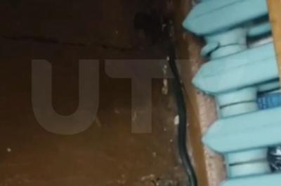 Rusiyada məktəbdə ilanlar peyda olub