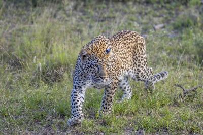 5 yaşlı uşaq leopardın qurbanı oldu