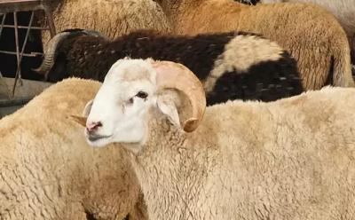 Mərakeşdə qurban kəsmək  qadağan olundu