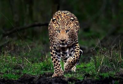 Leopard 4 yaşlı qıza hücum etdi