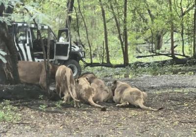 Şirlər zoopark əməkdaşını parçaladı