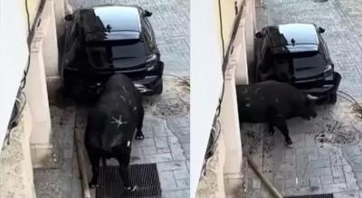 Qəzəbli buğa avtomobili  məhv etdi