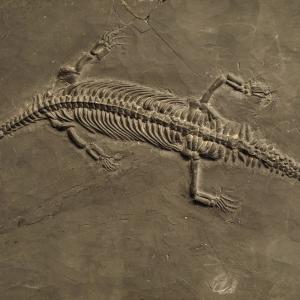 240 milyon il əvvəl yaşamış dinozavrın qalıqları tapıldı