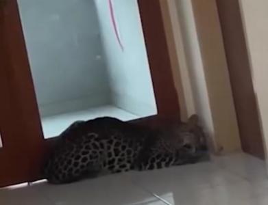 Otelə soxulan leopard insanlara hücum etdi