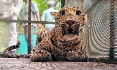 Hindistanda leopard qorxusu -  10 gündə 4 qurban