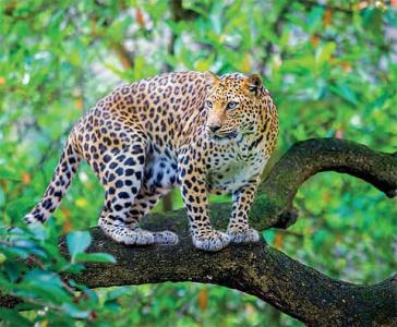 35 yaşlı qadın leopardın qurbanı oldu