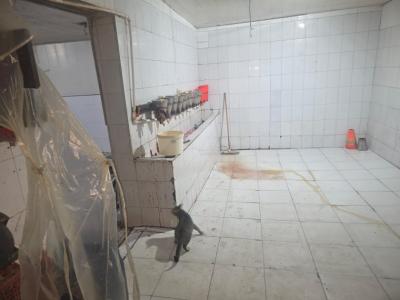 Masazırda qanunsuz fəaliyyət göstərən quş kəsimi sexi aşkarlanıb