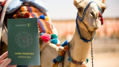 Səudiyyə Ərəbistanında dəvələrə pasport veriləcək