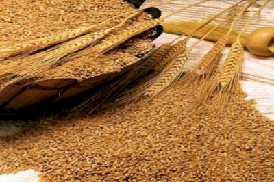 Subsidiyalara baxmayaraq, ölkənin buğda ilə özünü təmin etməsi azalıb