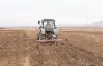 Naxçıvanda 1 128 hektarda yazlıq əkin başa çatdırılıb