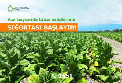Azərbaycanda tütün əkinlərinin sığortasına start verilib
