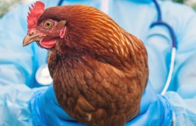 Azərbaycanda quş qripi və Nyukasl xəstəliyinə yoluxma aşkarlanmayıb