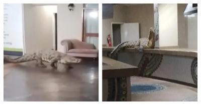 Hoteldə gözlənilməz "qonaq" qorxuya səbəb oldu