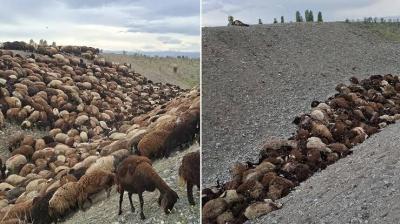 Arılar sürüyə hücum etdi, 400 qoyun tələf oldu