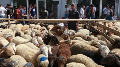 Qurban bayramı ərəfəsində ət niyə bahalaşır?