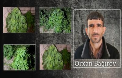 Salyanda 27 kiloqram narkotik dövriyyədən çıxarılıb