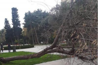 Külək nəticəsində Bakıda 41 ağac sınıb