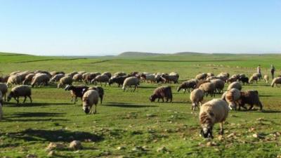 “Ən vacib məqamlardan biri örüş və əkin sahələrinin yaxşılaşdırılmasıdır” - İqtisadçı