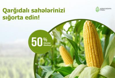 Azərbaycanda qarğıdalı sahələrinin sığortasına başlanılıb