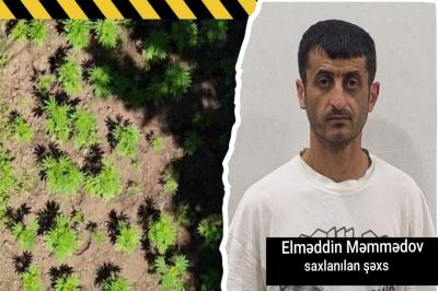 Hirkan Milli Parkında narkoplantasiya aşkarlanıb