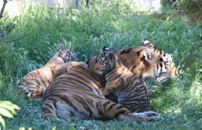 Bakı Zooloji Parkında Amur pələngi balaları dünyaya gəlib