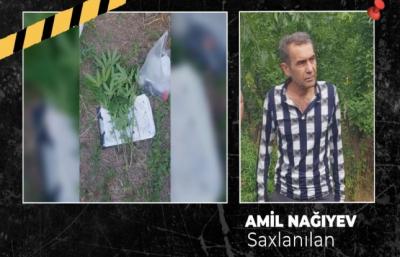 Ağsuda çətənə kolu yetişdirən şəxs həbs olunub
