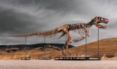 ABŞ-də dinozavr qalıqları 50 milyon dollara satıldı