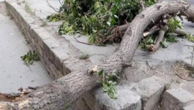 Güclü külək nəticəsində ağac aşıb, bir nəfər xəsarət alıb