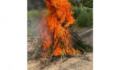 Laçında 1,2 ton çətənə kolu məhv edilib